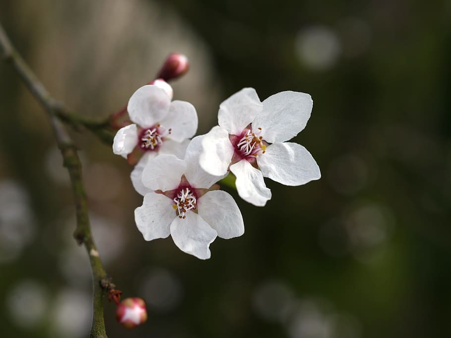 selective focus shot of white tree blossoms, Spring, Bloom HD wallpaper