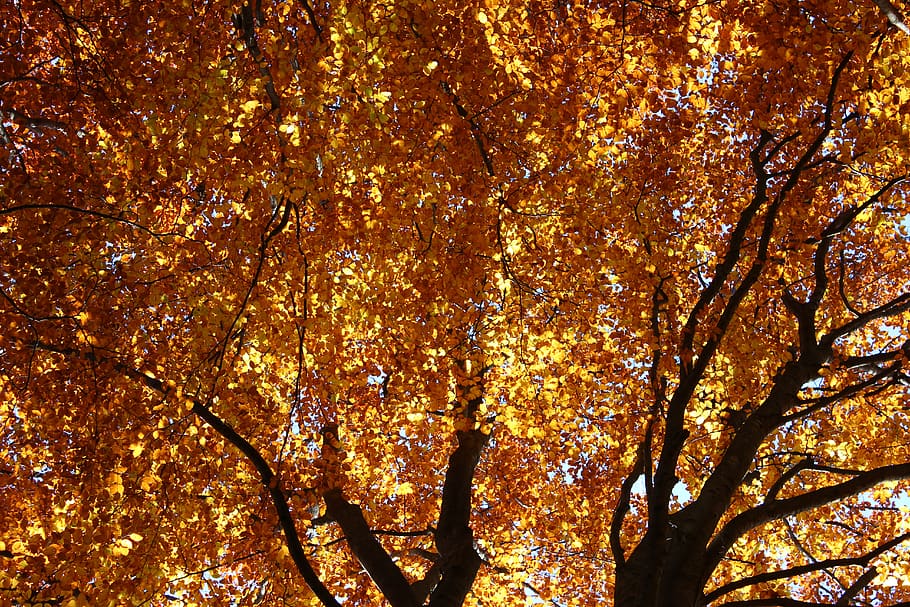 beech, fall foliage, golden leaves, tree, autumn, plant, change HD wallpaper
