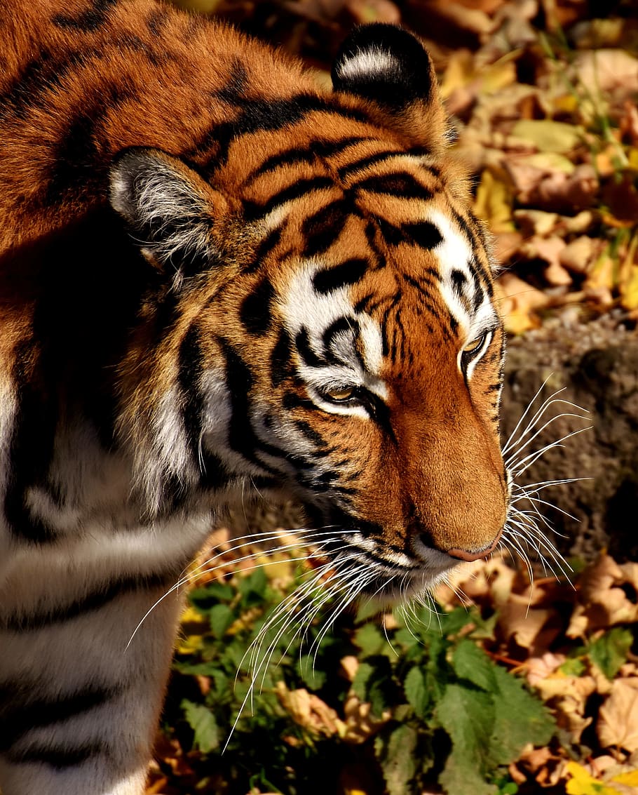 tiger near green leafed plant, predator, lurking, fur, beautiful