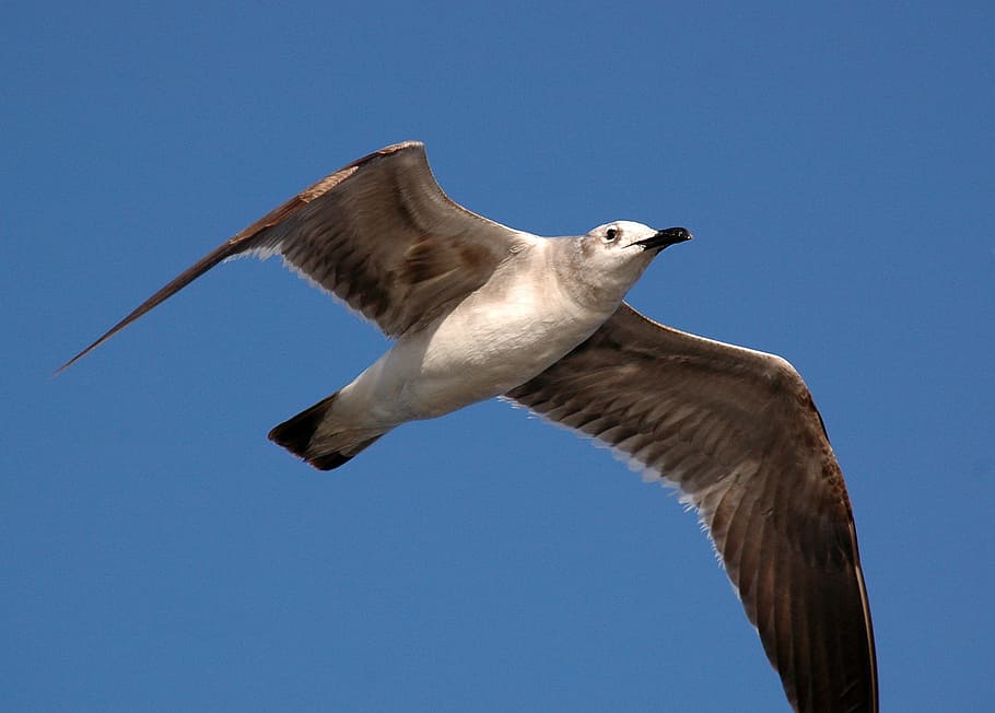 Gull, Bird, Seagull, White, soaring, avian, aves, flying, one animal HD wallpaper