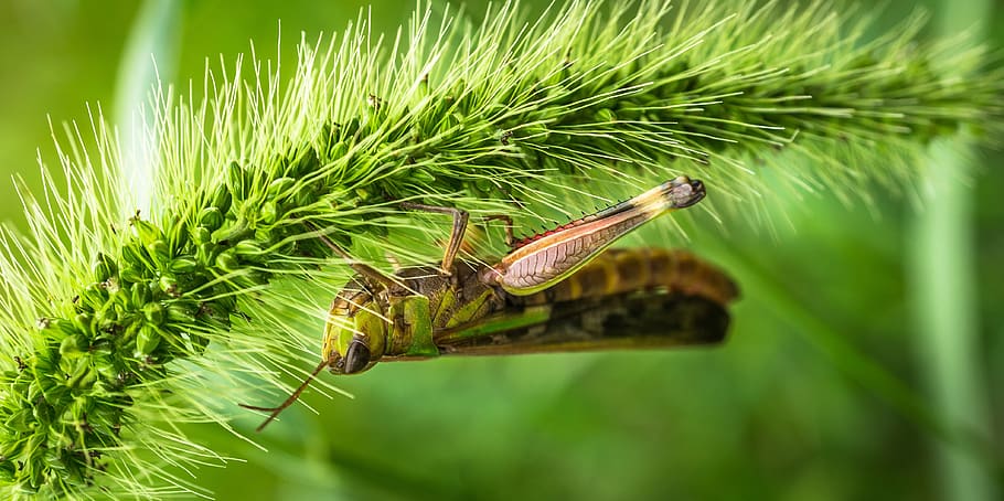 grasshopper, insects, nature, foxtail, plants, herb, green, HD wallpaper