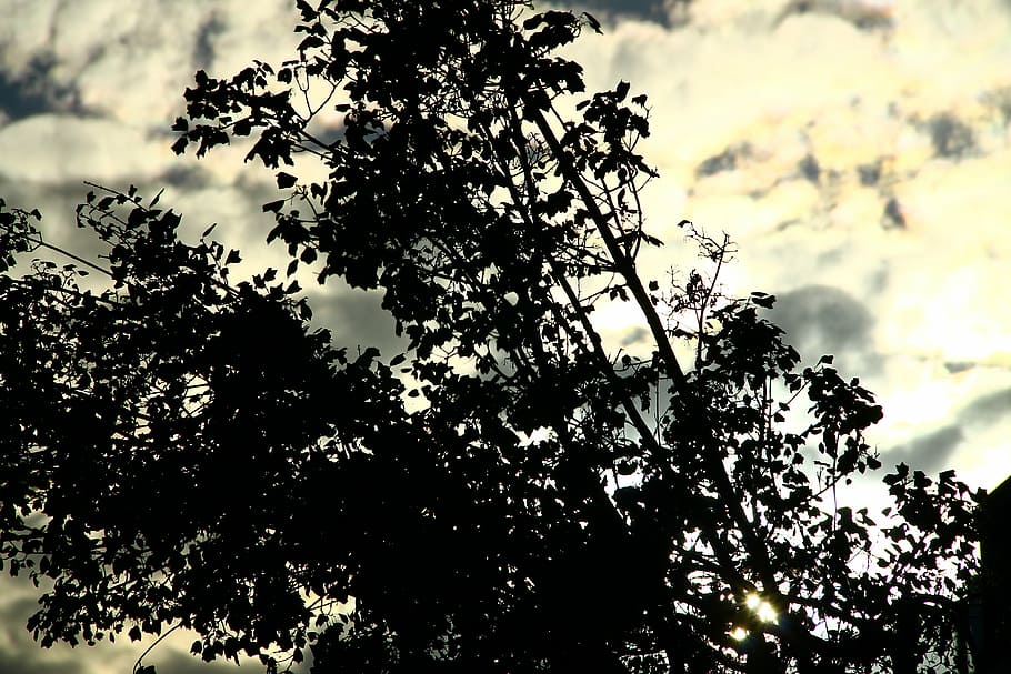 shadow, tree, shadows, sky, tree shadow, cloudy, plant, low angle view HD wallpaper