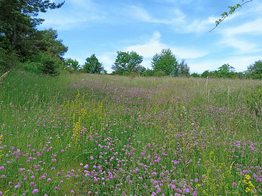 Landscape, Nature, Field, Spring, flowering, prairie, sky, fleurs des champs, HD wallpaper