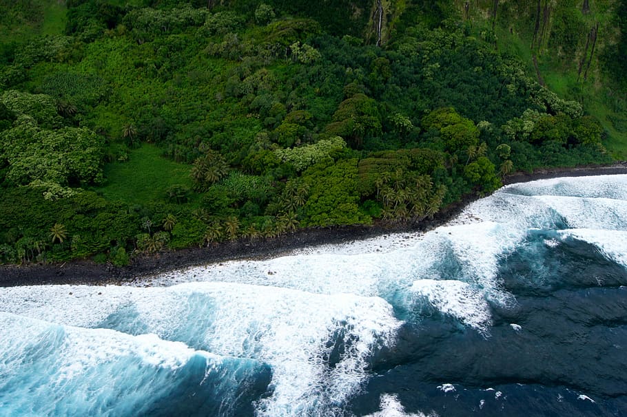 aerial photography of green trees, body of water near forest during daytime HD wallpaper