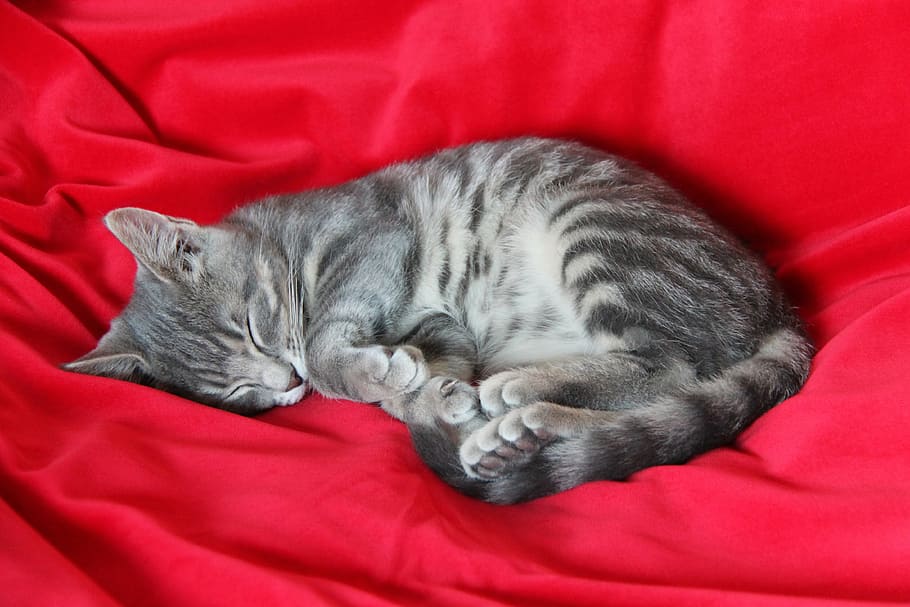silver cat sleeping on red textile, kitten, rest, kittens, cute cat HD wallpaper