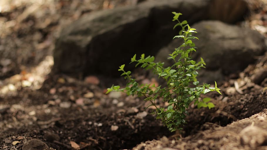 plant, nature, forest, chile, growth, dirt, plant part, vegetable HD wallpaper