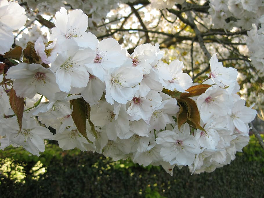 Blossom, Tree, Fruit Tree, fruit blossom, white flowers, spring HD wallpaper