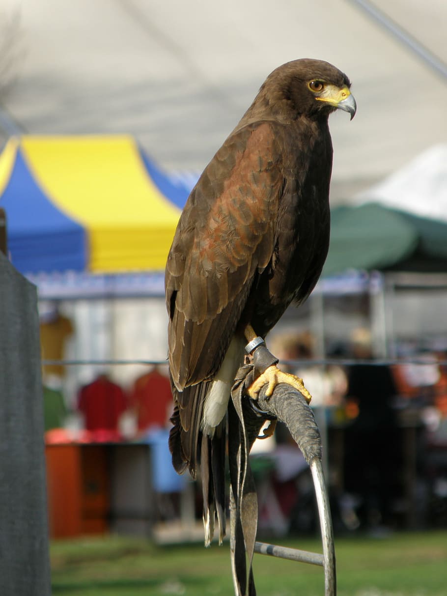 buzzard, wild, bird, predator, sitting, breeding raptors, animal HD wallpaper