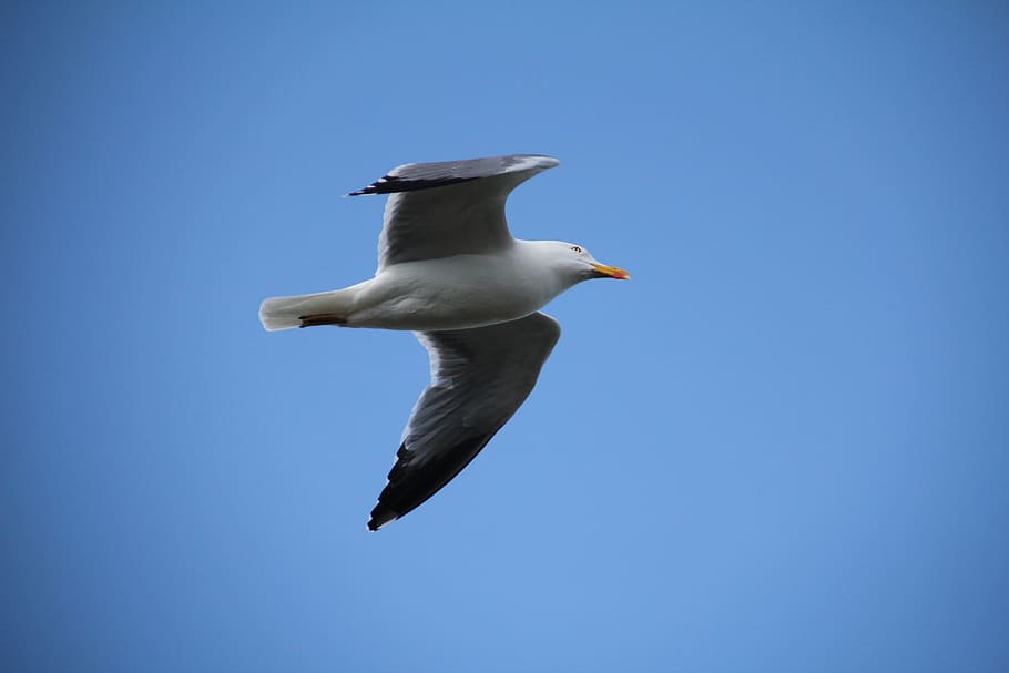 Sky, Seagull, Bird, Fly, Feathers, one animal, animals in the wild HD wallpaper