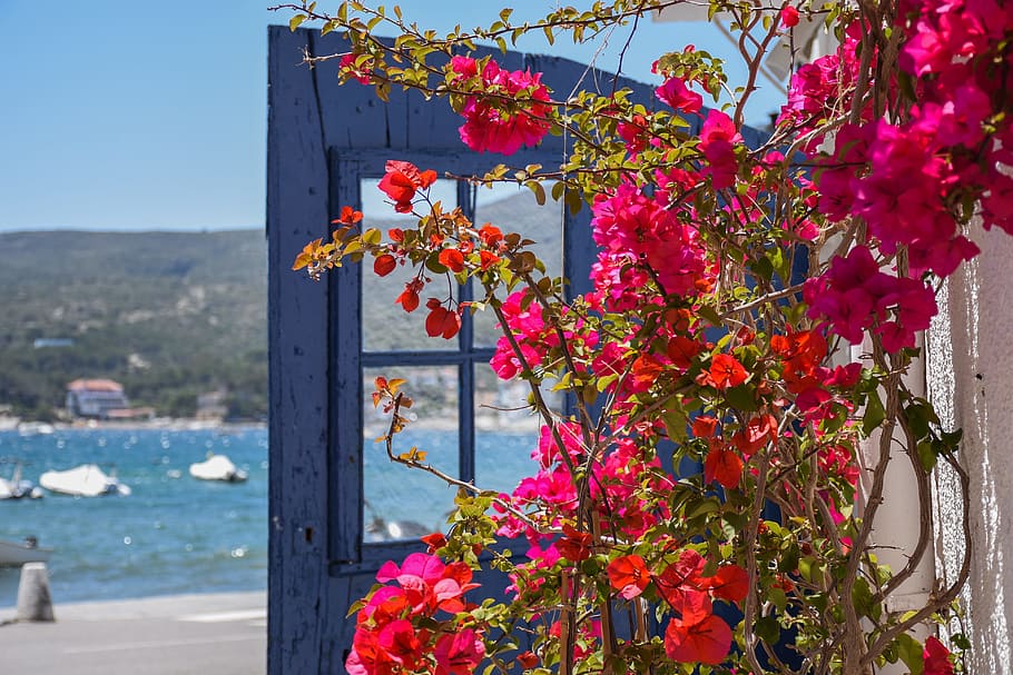 detail, flowers, sea, blue, colors, cadaqués, costa brava, HD wallpaper