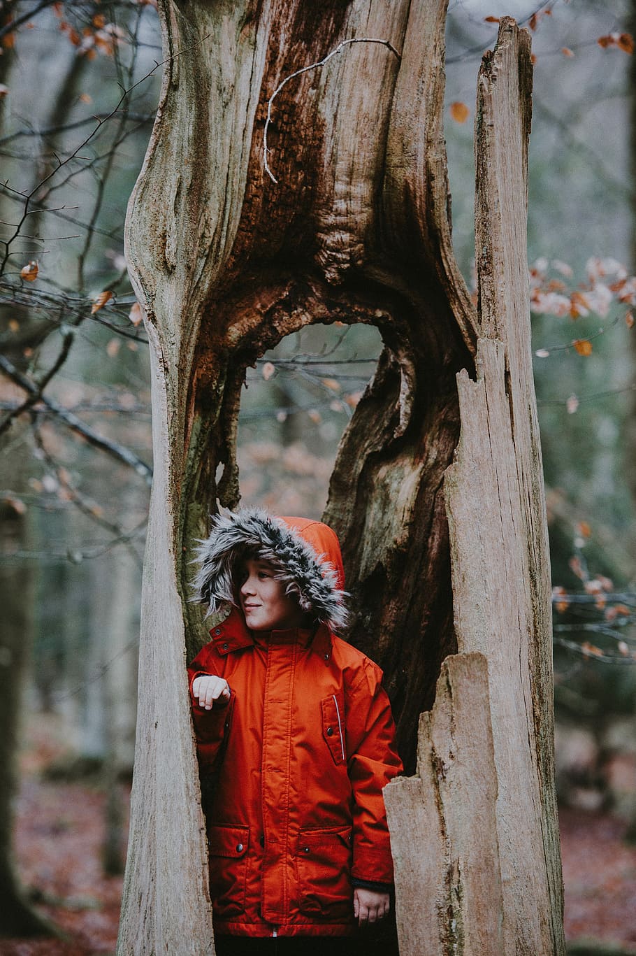 person hiding in tree, man in red jacket inside tree trunk, woodland HD wallpaper