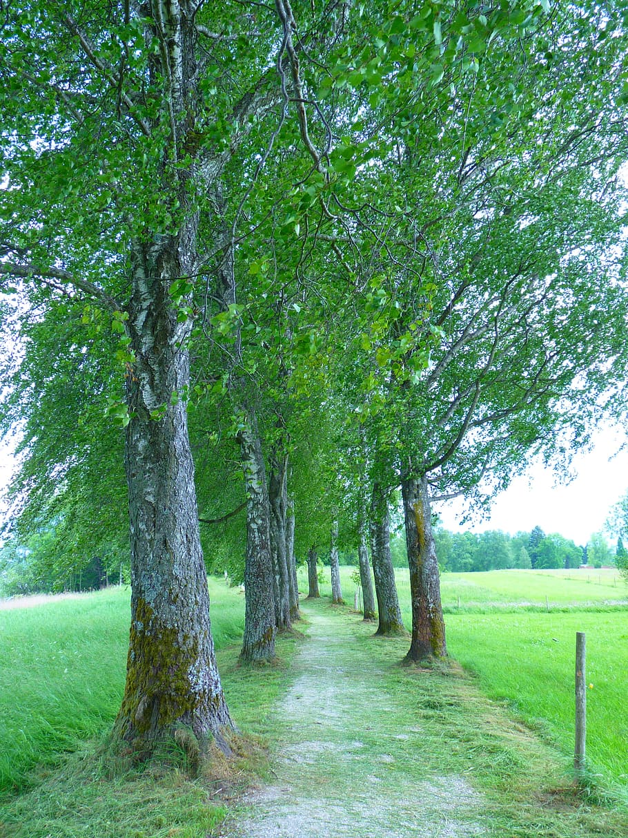 Trees, Avenue, Away, grass, nature, green color, outdoors, tree trunk HD wallpaper