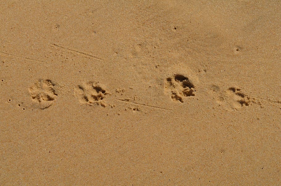 paraty, beach, dog, sand, land, footprint, no people, high angle view HD wallpaper