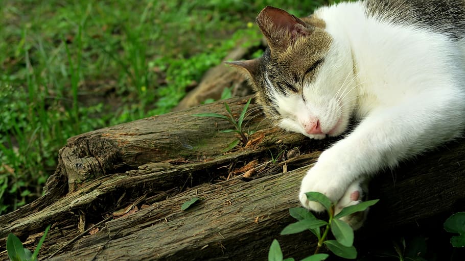 nature, cute, feline, cat, domestic, animal themes, pets, domestic cat HD wallpaper