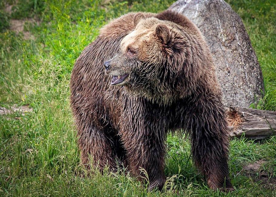 Bizarre+Bear+Encounter+Rocks+Bozeman