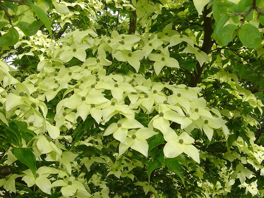 tree, flowering, botanical, garden, botany, blooming, plant part HD wallpaper
