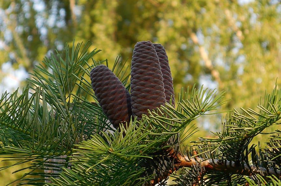 fir, conifers, tree, cones, plant, growth, green color, pine cone HD wallpaper