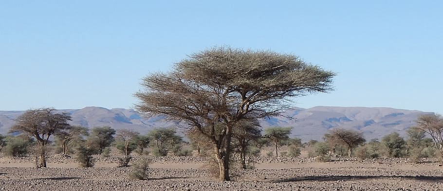 green trees, desert, morocco, plant, landscape, environment HD wallpaper