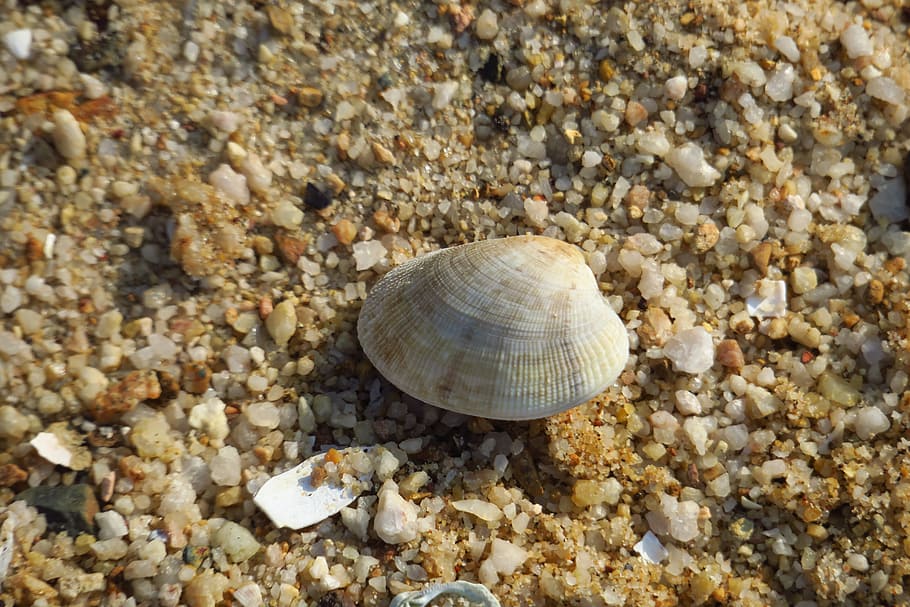 nature, exoskeleton, beach, sha, sea, shell, shellfish, coast HD wallpaper