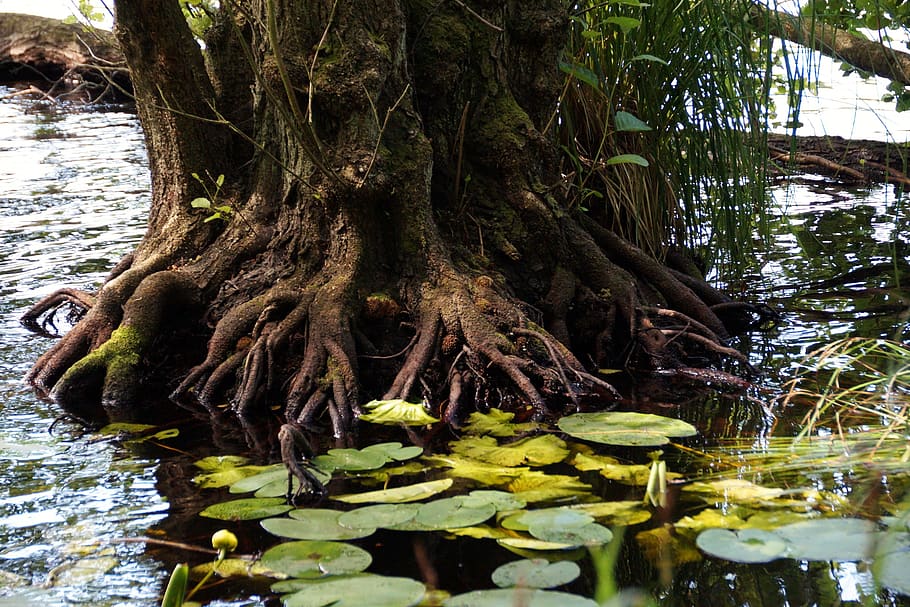 root, tree, lagoon, waterlily, tree roots, peace, still life HD wallpaper