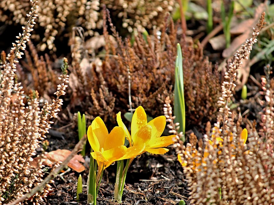 crocus, yellow, bud, group, hidden, spring, bloom, blossom HD wallpaper