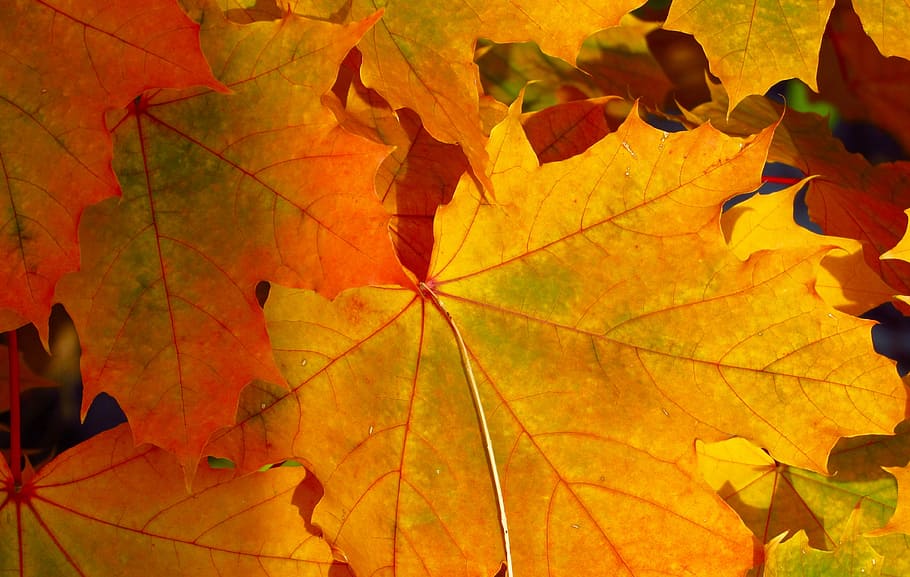 closeup photo of maple leaves, orange and red maple leaves in close-up photography HD wallpaper
