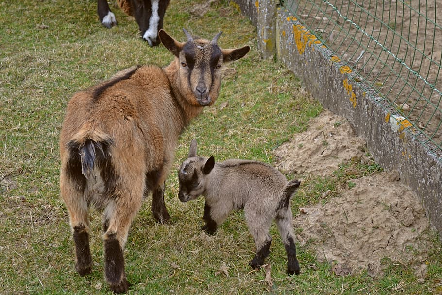 animals, goats, small kid, newborn, spring, mother and child, HD wallpaper