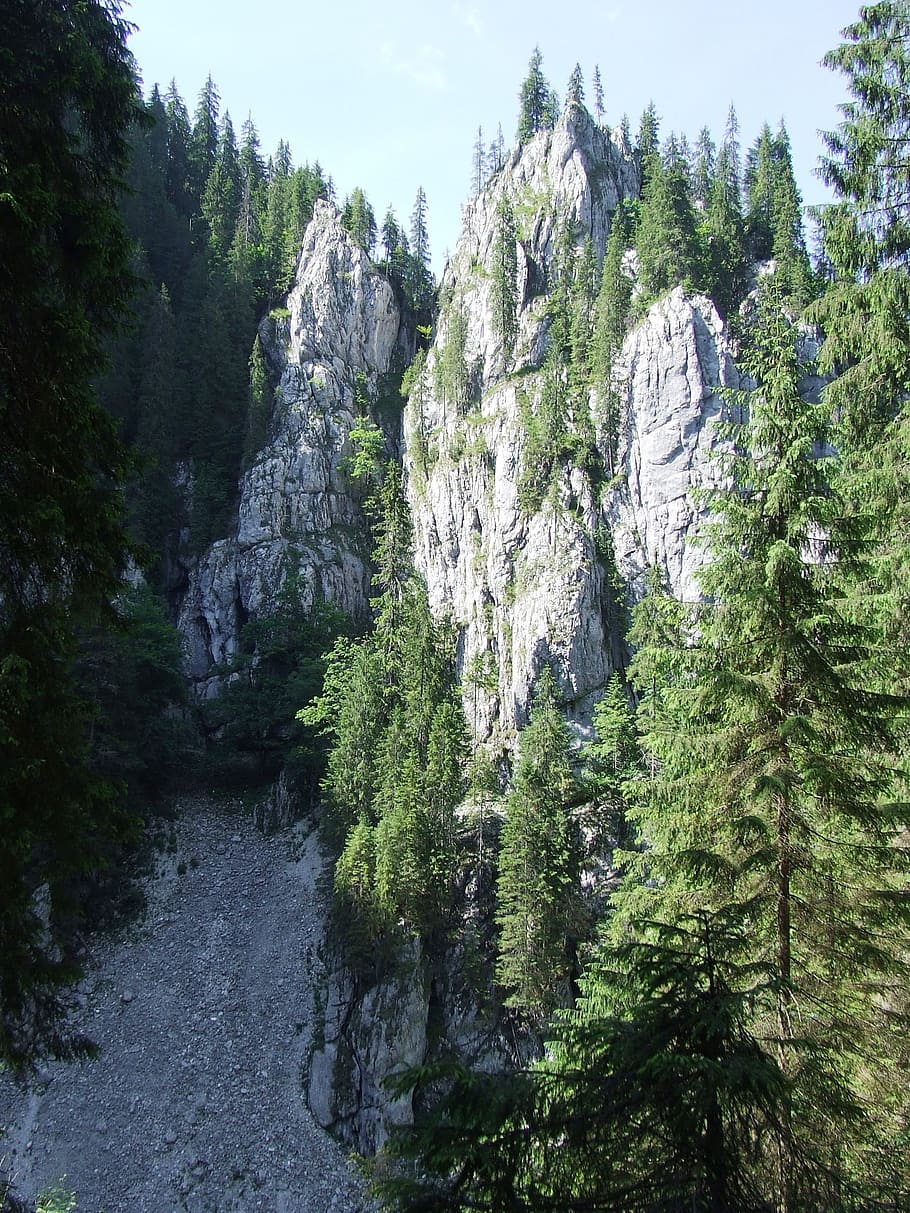 miracles, karst, forest, cave, cliff, padis, transylvania, plant