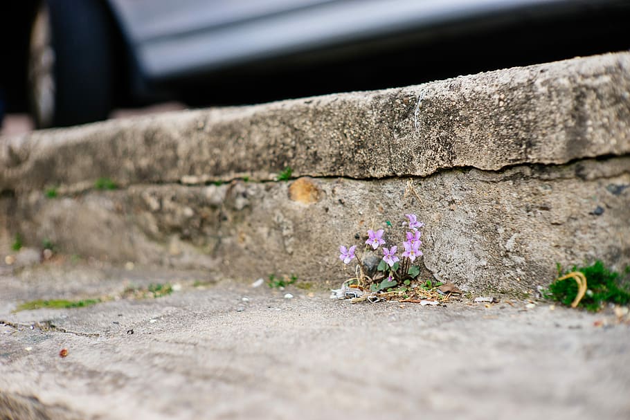 Flowers, Violet, Spring, outdoors, no people, day, gutter, built structure HD wallpaper