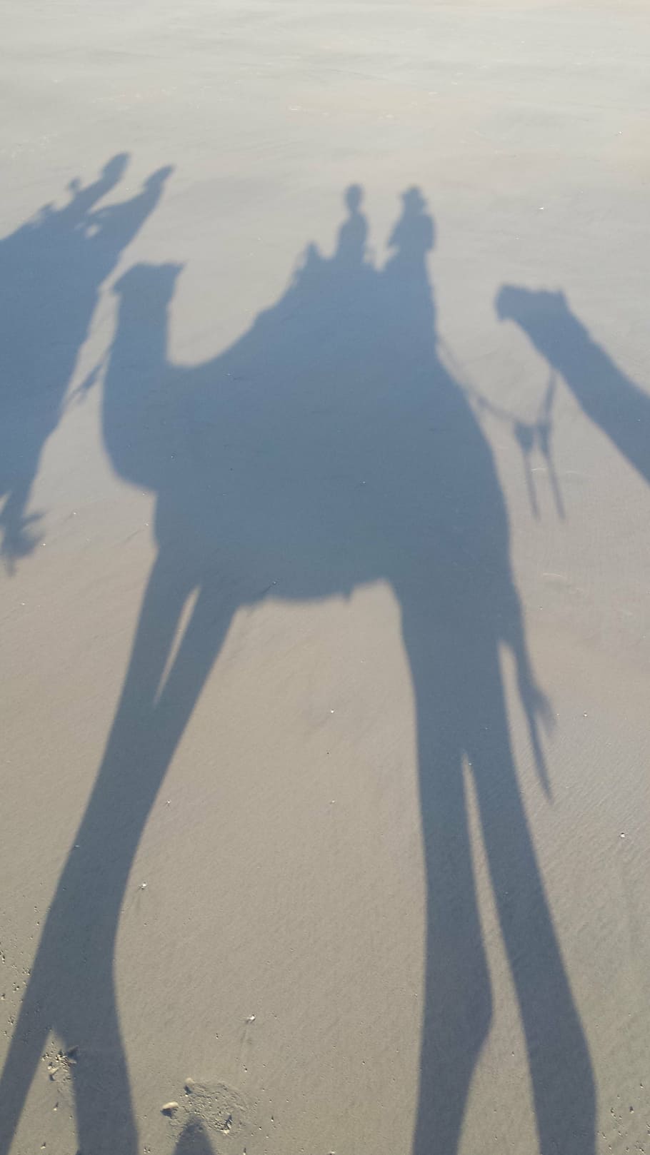 shadow, camel, silhouette, sunset, sunlight, land, nature, sand HD wallpaper