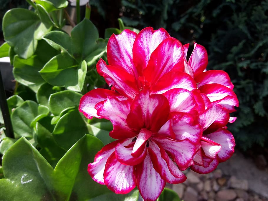 flower, geranium, summer, sun, flourished, flowering plant HD wallpaper