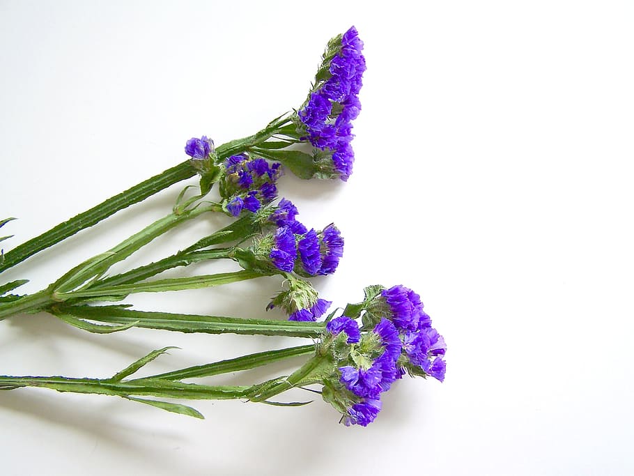 spring flowers, blue, sovirag, nature, purple, bouquet, plant HD wallpaper