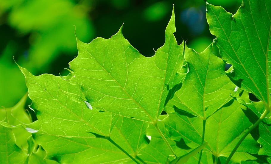 Leaf, Tree, Green, Plant, Forest, Leaves, natural, color, sun HD wallpaper