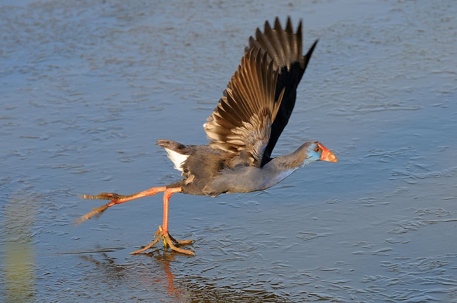 start, swing, sport, bird, animal wildlife, animal themes, vertebrate HD wallpaper