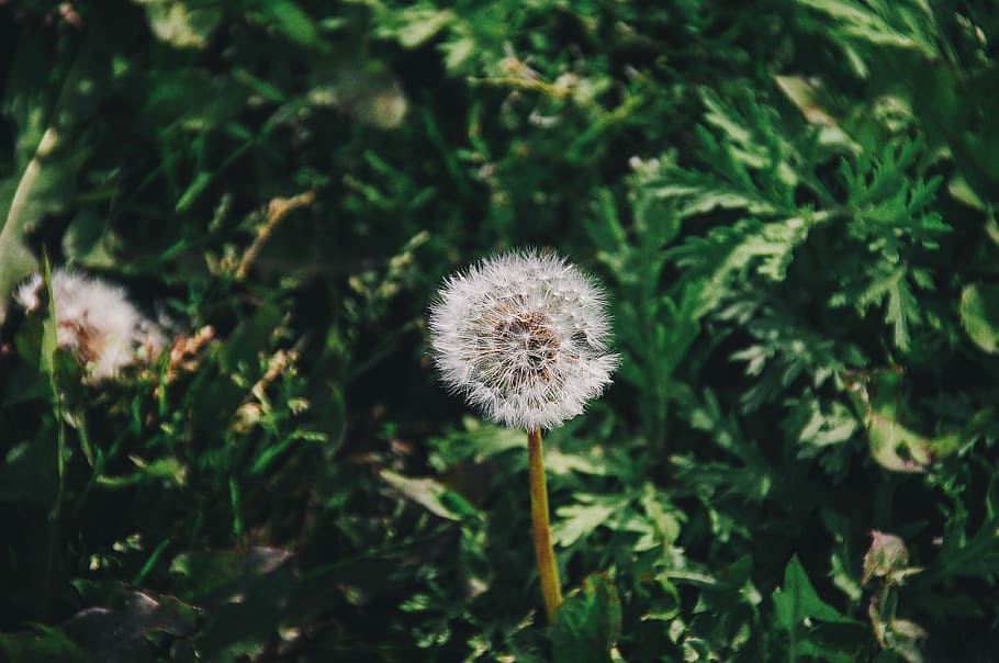 white petaled flower, closeup photo of white dandelion, herb HD wallpaper