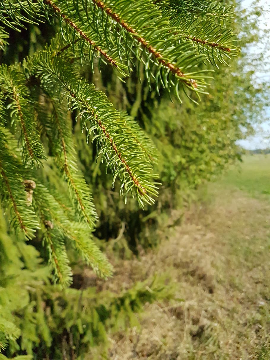 nature, needle, branch, plant, growth, green color, tree, no people HD wallpaper