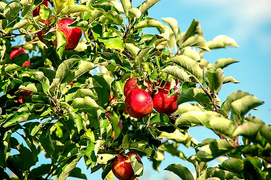 apple, apple tree, fruit, red, fruits, food and drink, healthy eating HD wallpaper