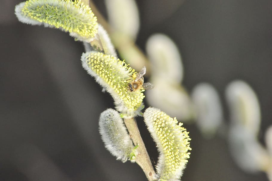 willow, bee, flower, insect, pollen, macro, plant, close-up HD wallpaper