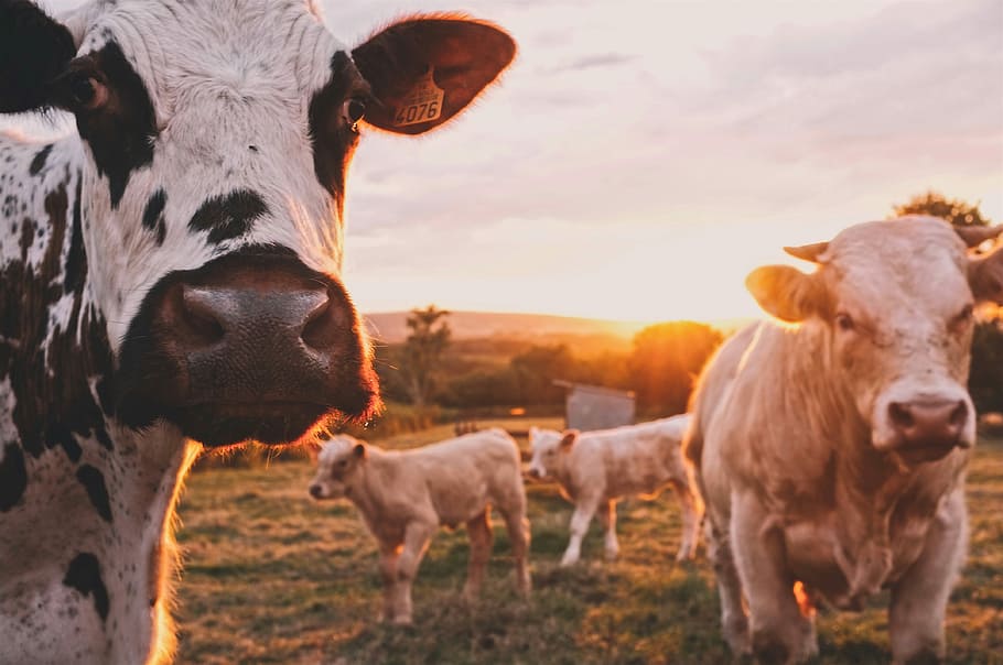 herd of cattle on green grass field during sunset, cow, cows HD wallpaper