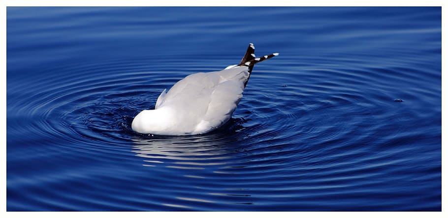 Seagull, Ave, one animal, animal themes, water, animals in the wild HD wallpaper