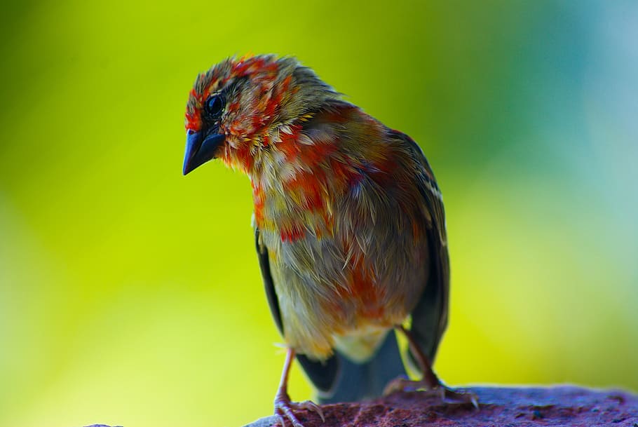 selective focus photo of house finch bird, seychelles, close-up HD wallpaper