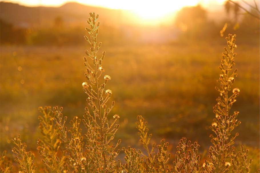 grass field sunset, green, golden, house, photo, sun rays, sunshine HD wallpaper