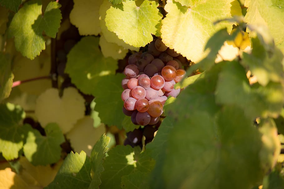 wine, grapes, vine, leaf, autumn, green, red, vine leaves, purple HD wallpaper