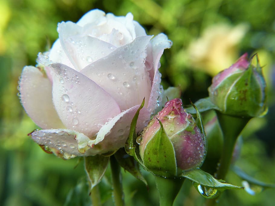 white rose, blossom, bloom, bud, pink, close, flower, nature, HD wallpaper