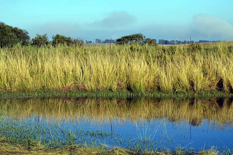 grass, river, landscape, farm, plant, water, tranquility, tranquil scene HD wallpaper