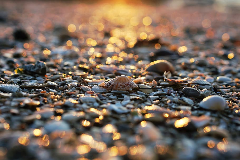 sand, beach, shore, stone, clam, shell, nature, sunlight, sunrise HD wallpaper