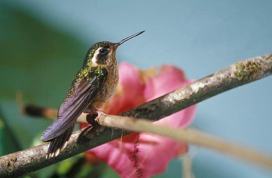selective focus photography of hummingbird perched on tree, black and yellow