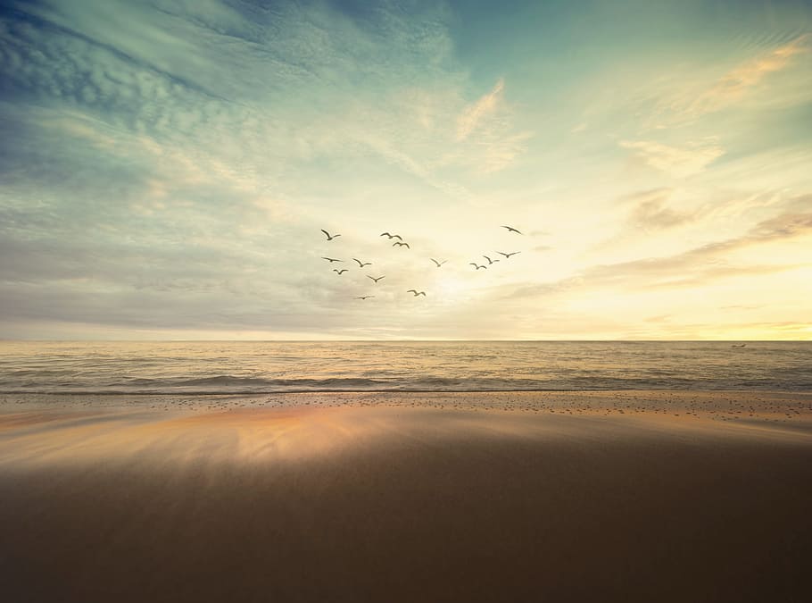 flying flock of bird under cloudy sky, flock of birds flying during daytime HD wallpaper