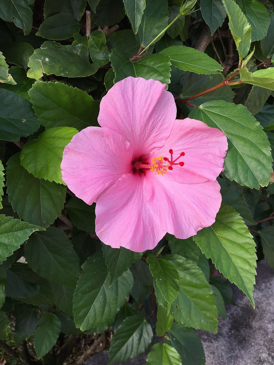 Гибискус розовый цветок