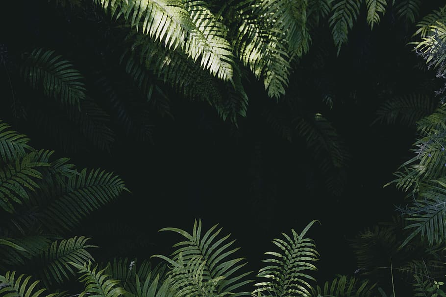 green linear leafed plants, close-up photography of green plants HD wallpaper